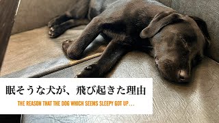 寝落ちしそうな犬が、飛び起きた理由。The reason that the dog which seems sleepy got up…#Shorts