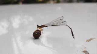 Wildlife photography 2020 dragonfly picking stone footage