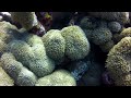 facts corals and coral reefs