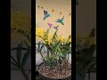 Hummingbird build the nest on my roses and beautiful dendrobium speciosum orchid blooming!