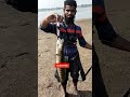 बिग साइज स्नेक हेड फिश।big size snake head catching shortvideo fishing