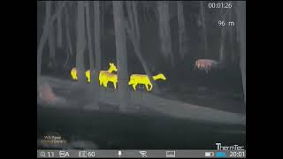 Thermtec Ares360LRF (Duel View), Fallow Deer in Western Australia