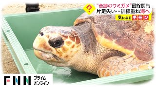 “奇跡のウミガメ”最終関門　片足失い...訓練重ね海へ