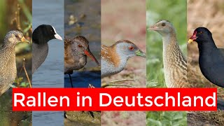 Alle heimischen Rallenarten bestimmen | heimische Rallen erklärt