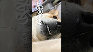 犬の悩みを解決してみた #犬 #柴犬 #shibainu