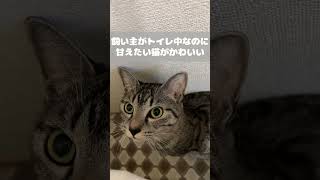 飼い主がトイレ中なのに甘えたい猫がかわいい #shorts #猫 #cat