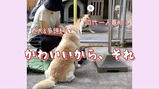 【16歳、15歳、13歳老犬】休日の会話は犬とだけ〜老犬かわいい〜