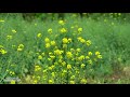 the world of rape blossoms relax cozy white noise sea of flowers