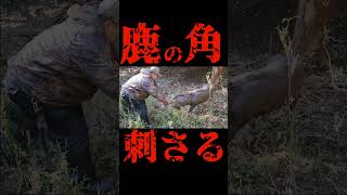 鹿の角がお腹に刺さった#Attacked by a deer