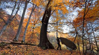 Cozy Camping, Shelter Building, Bushcraft Skills & Rotisserie Chicken Cooking in the Fall Woods