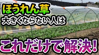 【ほうれん草】大きくならない人はコレですぐ大きくなります。