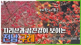 [6시 내고향] 지리산을 품고 섬진강을 벗 삼은 전남 구례 KBS 20201125 방송