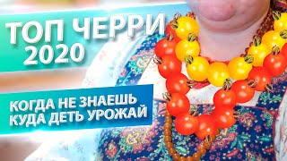 НА ВСЕ ВКУС И ЦВЕТ! ТОП-9 ТОМАТОВ ЧЕРРИ 2020