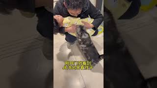 【JoJo也是铲屎官】其实小猫咪真的能感受到你的情绪……