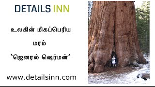 உலகின் மிகப்பெரிய மரம் ‘ஜெனரல் ஷெர்மன்’