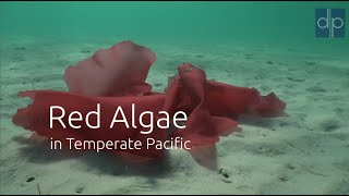 Red Algae In Temperate Pacific Ocean