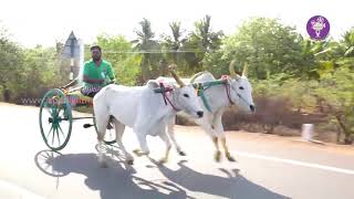சிறிய மாட்டு பந்தயம் சிவகங்கை மாவட்டத்திலுள்ள சிறப்பான போட்டி cow videos ispotlightmedia
