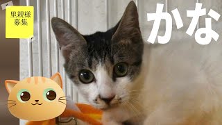 【里親募集】まんまるお目めがかわいい♡かな　キジ白　猫