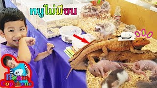 น้องบีม | พาเที่ยวดูกิ้งก่าใส่หมวก เม่นจิ๋ว หนูไม่มีขน