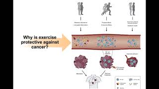 Exercise as a Cancer Prevention Agent: Implications for Lynch Syndrome