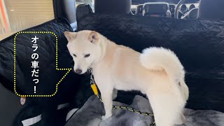 ウオッカ専用車がきました／白柴と車の旅が楽しみです。柴犬と一緒に車で旅をして一緒に眠れる空間のある車の説明です