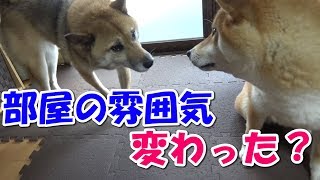 柴犬　夏に向けて部屋の模様替え！ハウスの場所が変わってもわかるかな？ Shiba inu Riki Riko/makeover my room