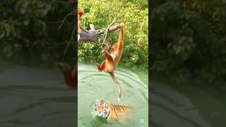 Battle of the Beasts: The Wildest Animal Fights on Earth #shorts