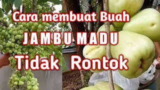 Cara membuat agar buah jambu madu tidak rontok