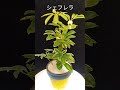 シェフレラ shorts 観葉植物 多肉植物 苔玉 plant