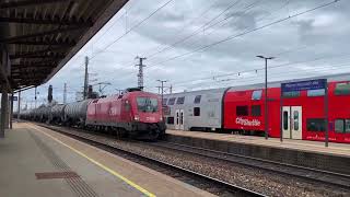 Roter Stier galoppiert mit 100km/h durch Wr. Neustadt 08.04.2022