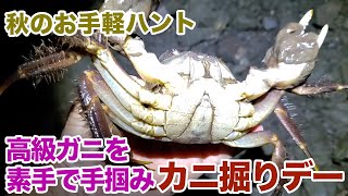 高級ガニを素手で手掴み、カニ掘りデー