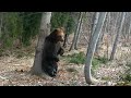 obrovský medveď kysuce huge brown bear slovakia