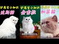 矮脚猫为什么这么贵？怎么区分曼基康和米努特？矮脚猫科普大全下 why are bantam cats so expensive how to distinguish mankikan and m