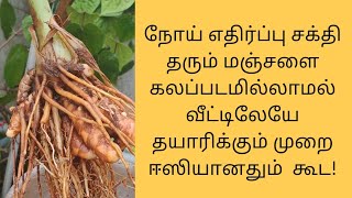 Fresh Organic Turmeric Powder Making Process at Home | How To Make Turmeric Powder at Home In Tamil.