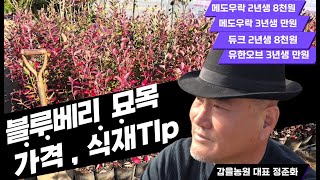 블루베리 묘목 가격, 식재 팁 알아보기