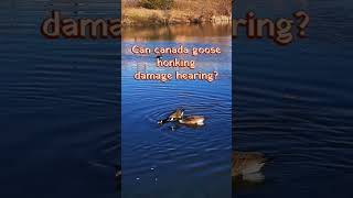 Can Canada goose🦆 honking damage hearing?? 🦻🙉What do you think? 🤔 #shorts #goose #birds #sound