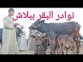 انخفاض أسعار البقر الوالد والعشر والحلاب بسوق السبت اليوم ٢٧/ ٤/ ٢٠٢٤م