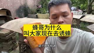 教你精准快速大量诱来分蜂群和逃蜂群，和普通方法不在一个层面！#养蜂#蜜蜂#诱蜂#蜂蜡