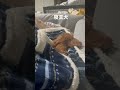 寝言犬 トイプードル