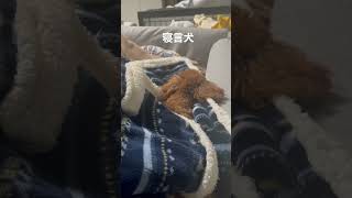 寝言犬 #トイプードル