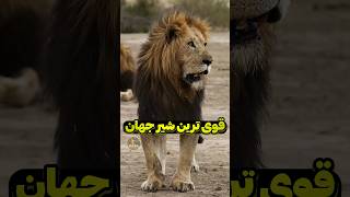 قوی ترین شیر جهان کدومه؟ پارت اول