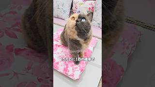 超レアな猫 #shorts