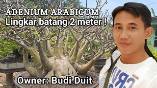 Adenium Arabicum lingkar batang 2 meter !!! KOLEKSI SULTAN