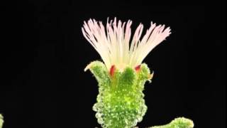 Iceplant-Mesembryanthemum crystallinum (from southern Africa)