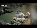 He created a hummingbird paradise in his backyard