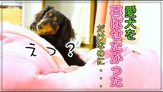 【そんなはずじゃなかった】飼い主のナイスアイディアに対する鼻ちゃんの反応〜これ見てクスッと笑ってね😂〜