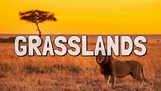 What is the Grassland Biome?