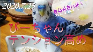 2020.7.25  テンション高めの朝を迎えたぴーちゃんです