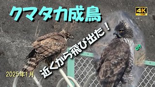 クマタカ成鳥（近くから飛び出た！）2025年1月N1-4