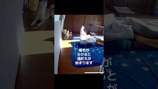 飼い主の帰りを、今か今かと待ち侘びる犬 #柴犬との暮らし #保護犬 #柴犬と暮らす #留守番 #ペットカメラ #癒し